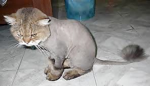 more shaved pussy