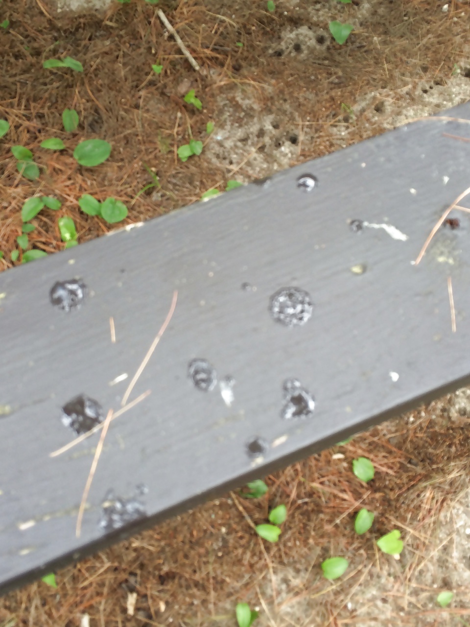 PinkAndBlackCat 021 pict gal