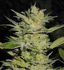 Bud pict gal
