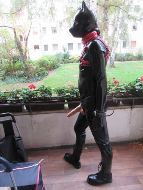 Dog Costume Porn - See and Save As rubber dog tv slut porn pict - 4crot.com
