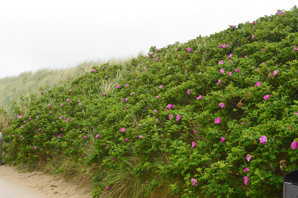 Germany 2016... pict gal